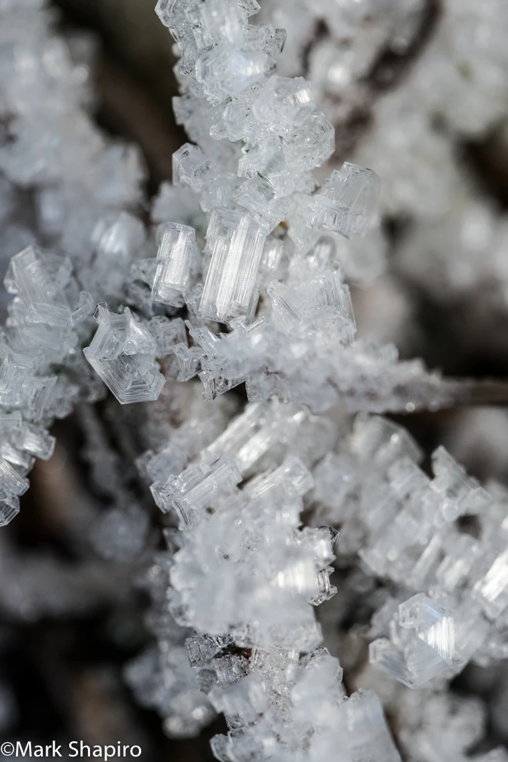 Elements-Ground Frost-288
