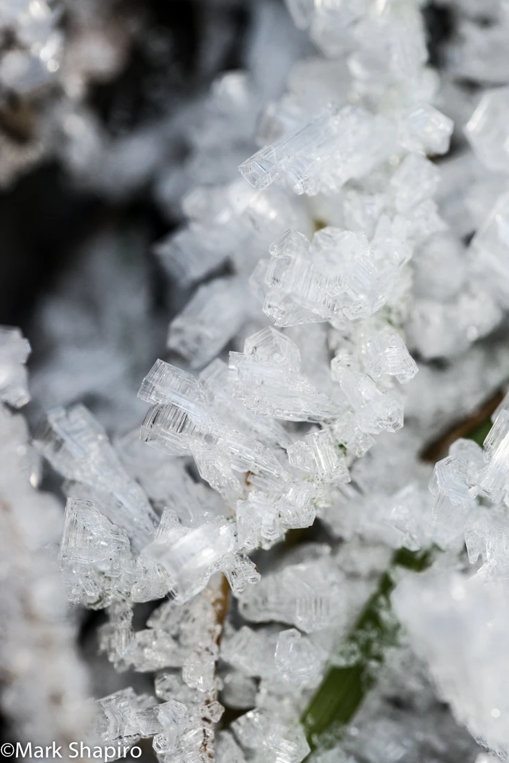 Elements-Ground Frost-289