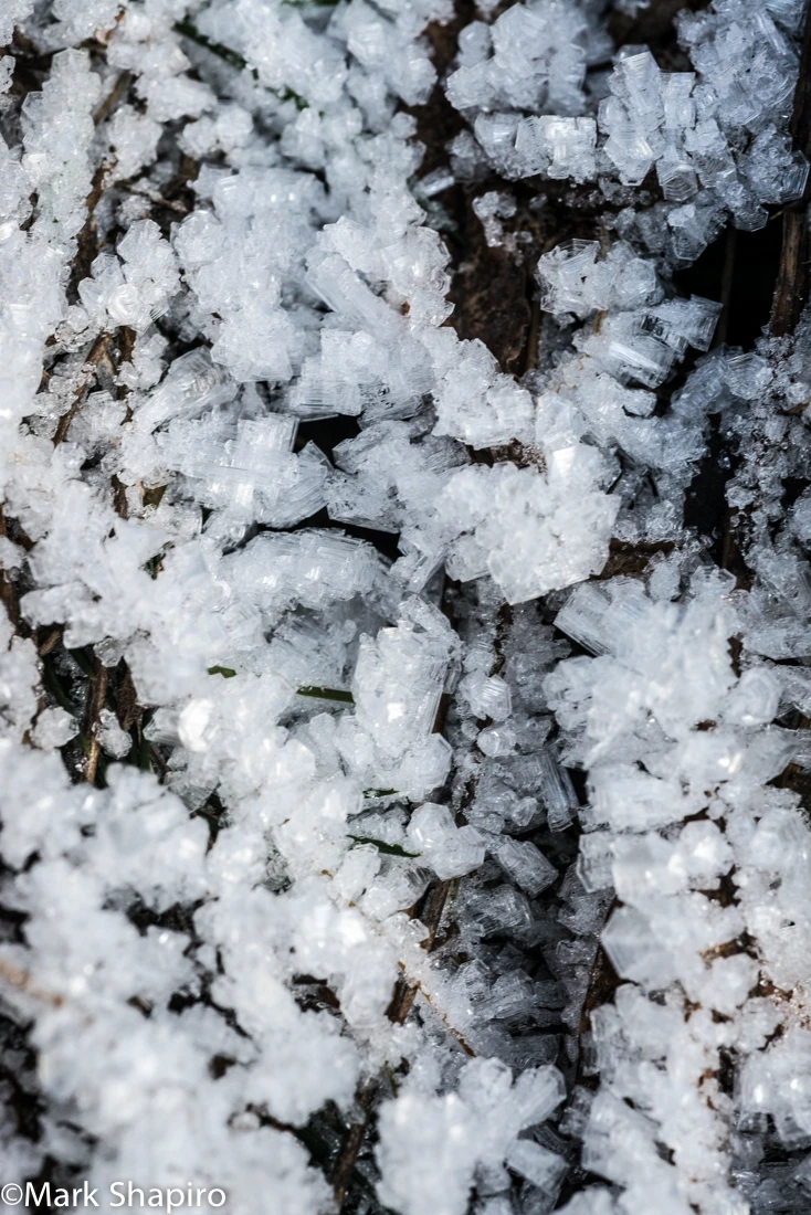 Elements-Ground Frost-290
