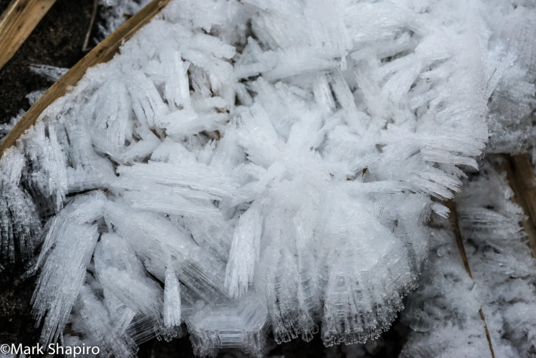 Elements-Ground Frost-294
