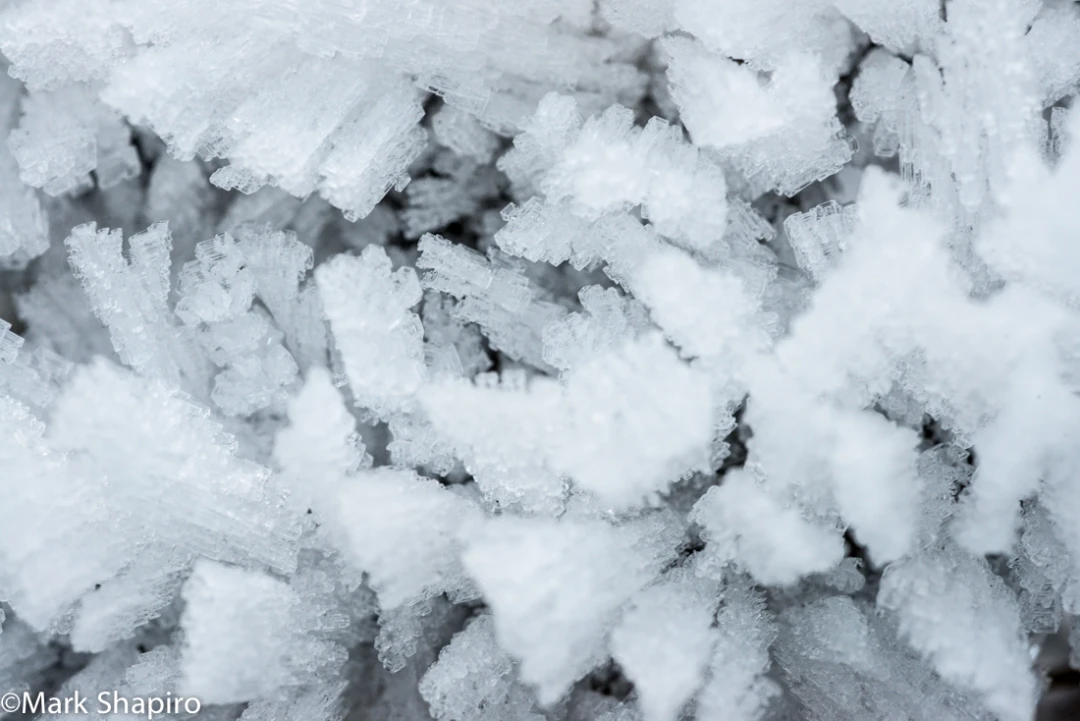 Elements-Ground Frost-297