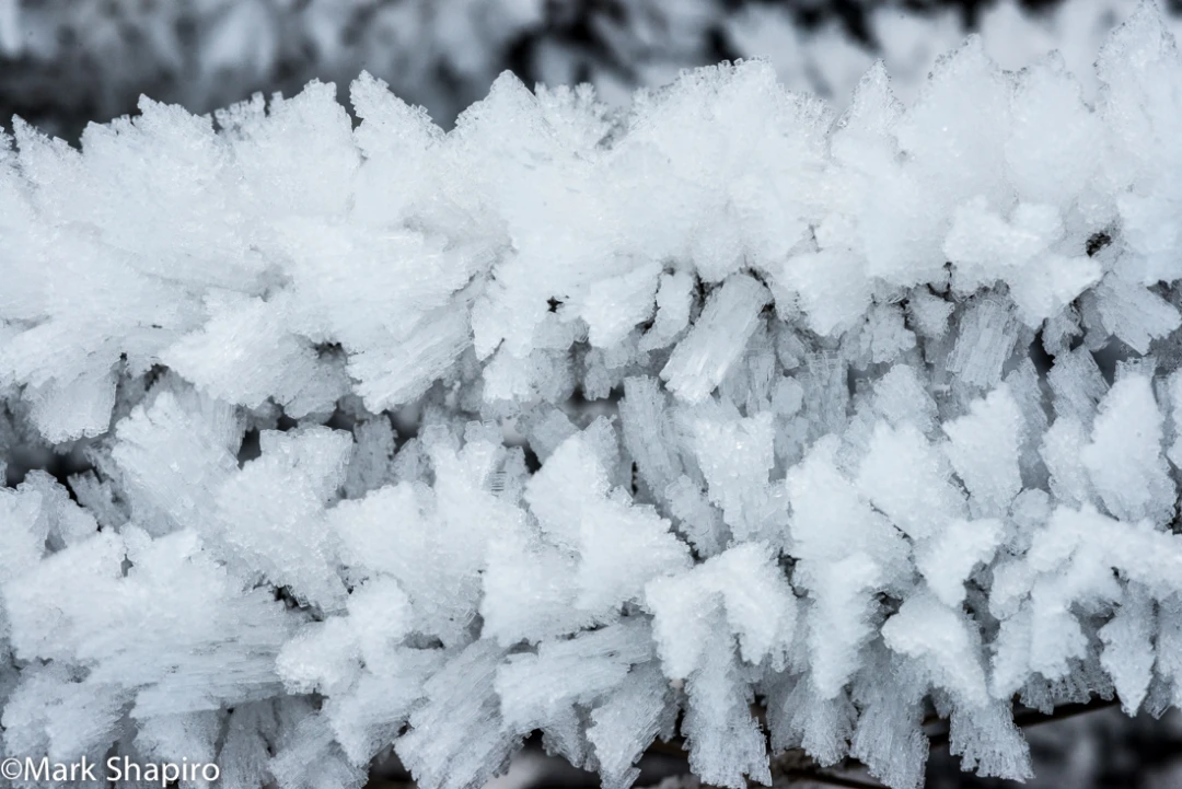 Elements-Ground Frost-299