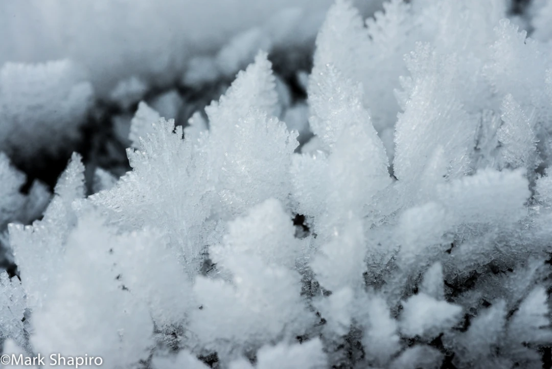 Elements-Ground Frost-300