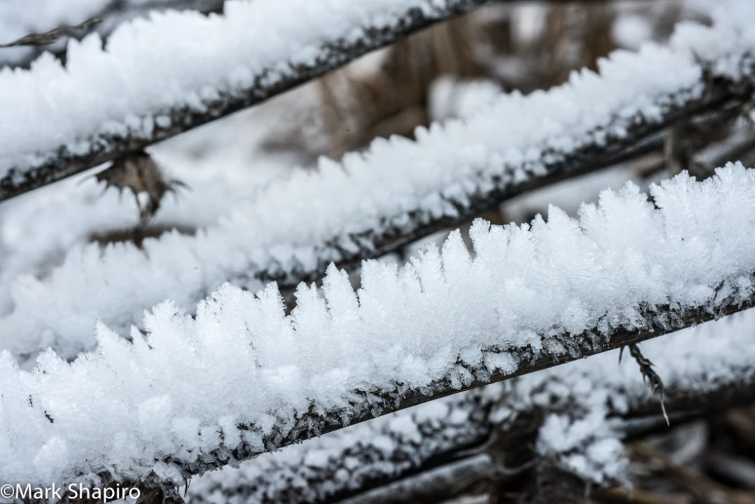 Elements-Ground Frost-301