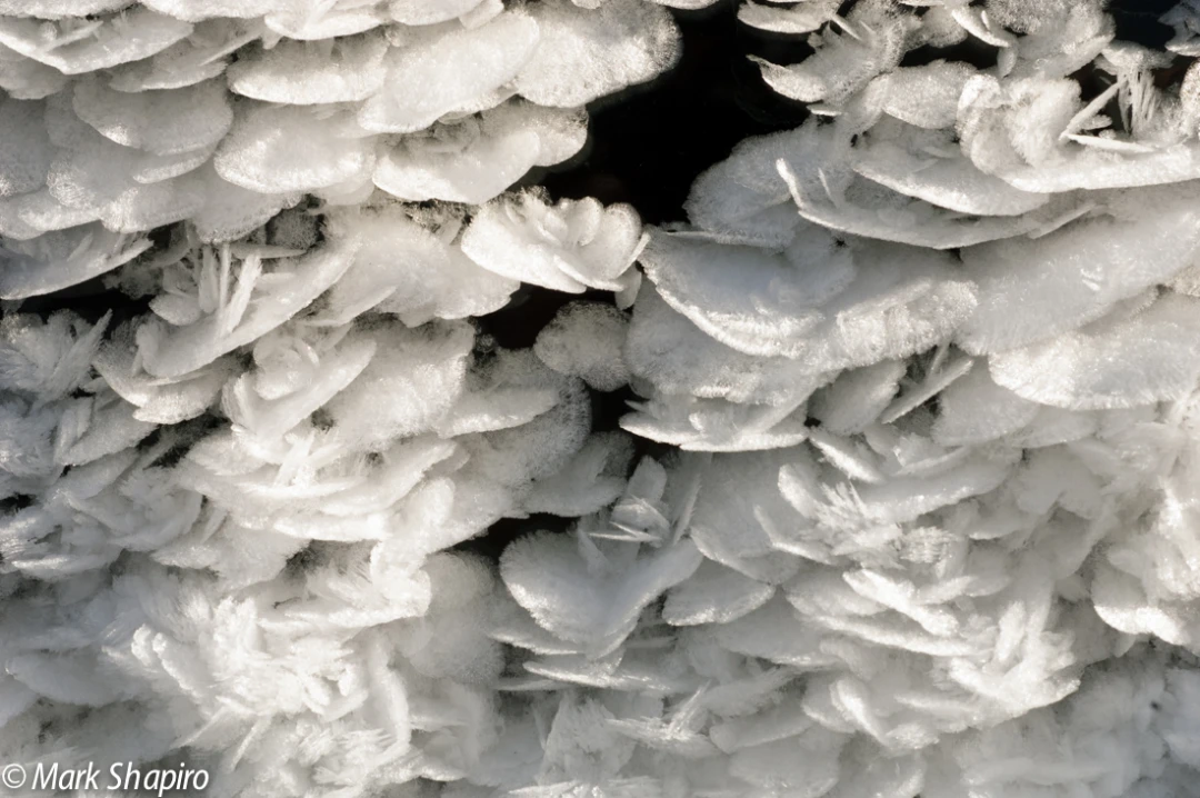 Elements-Ground Frost-30