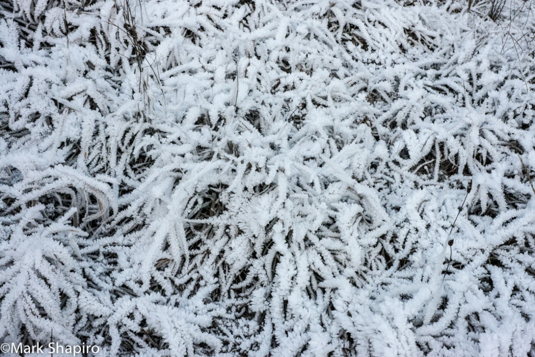 Elements-Ground Frost-302