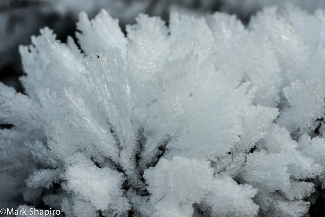 Elements-Ground Frost-303