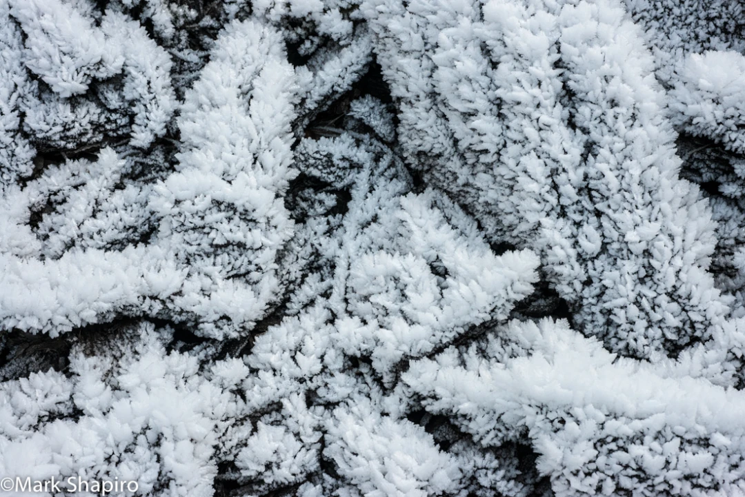 Elements-Ground Frost-305