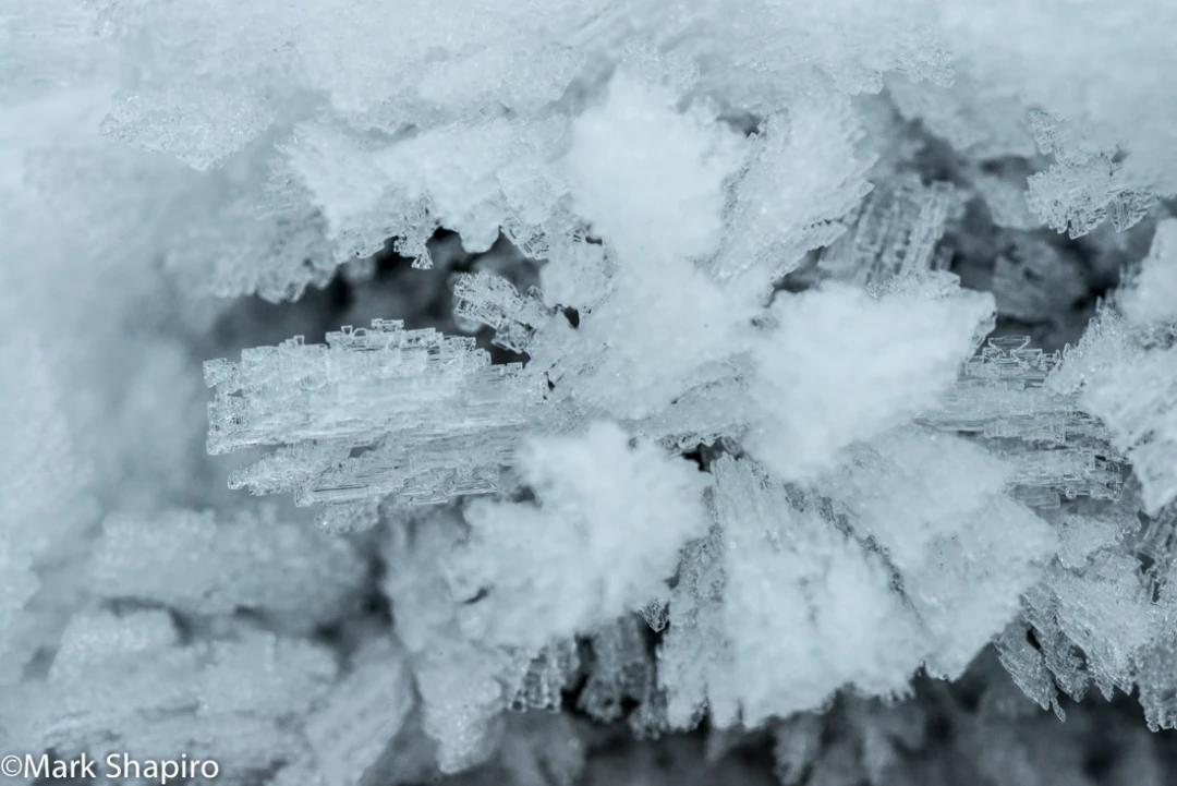 Elements-Ground Frost-307