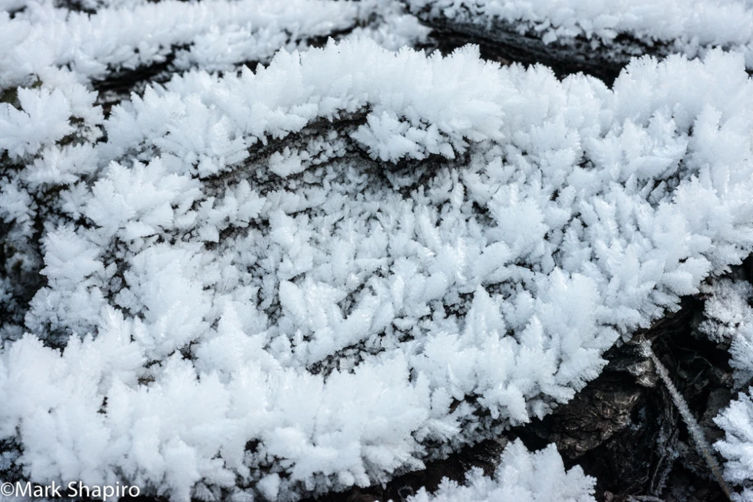 Elements-Ground Frost-309