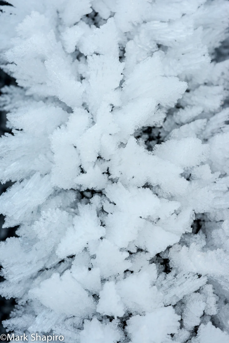 Elements-Ground Frost-310