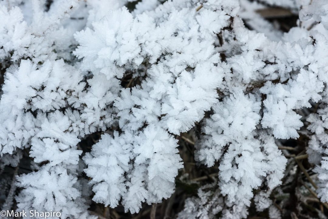 Elements-Ground Frost-311
