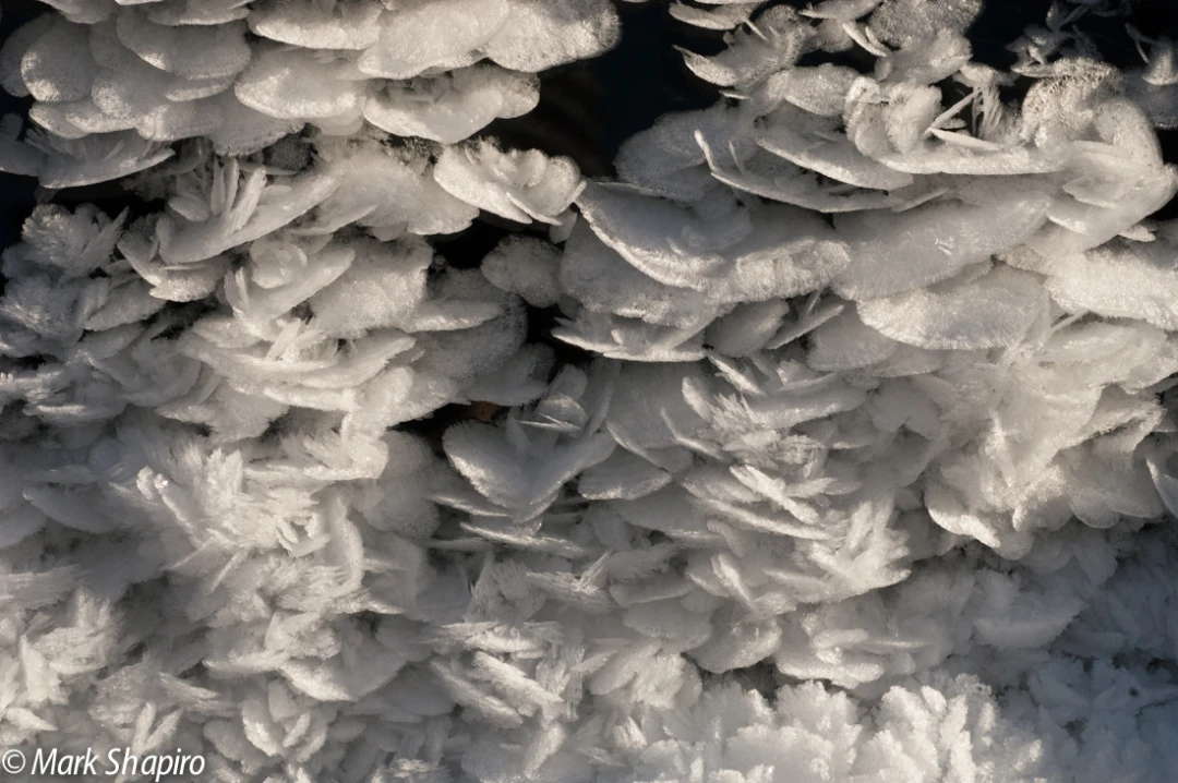 Elements-Ground Frost-31