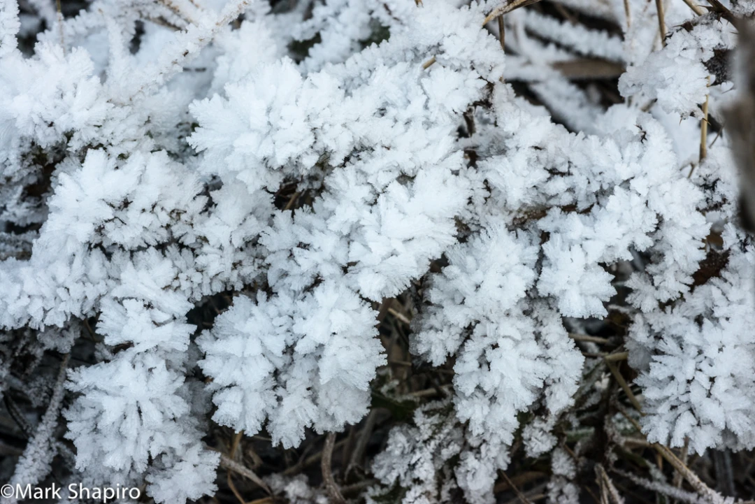 Elements-Ground Frost-312