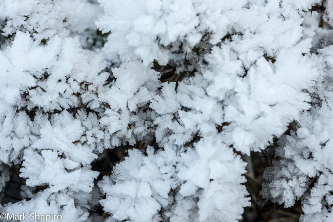 Elements-Ground Frost-313