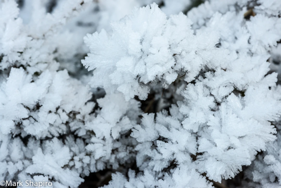 Elements-Ground Frost-314