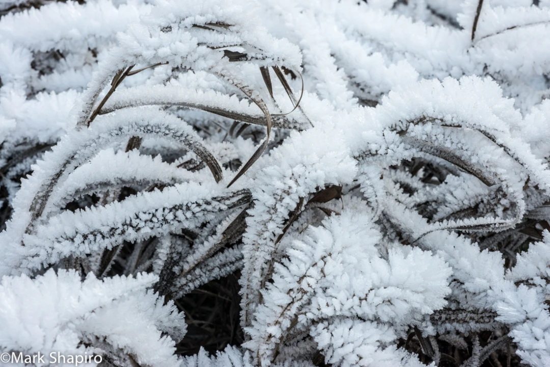 Elements-Ground Frost-315