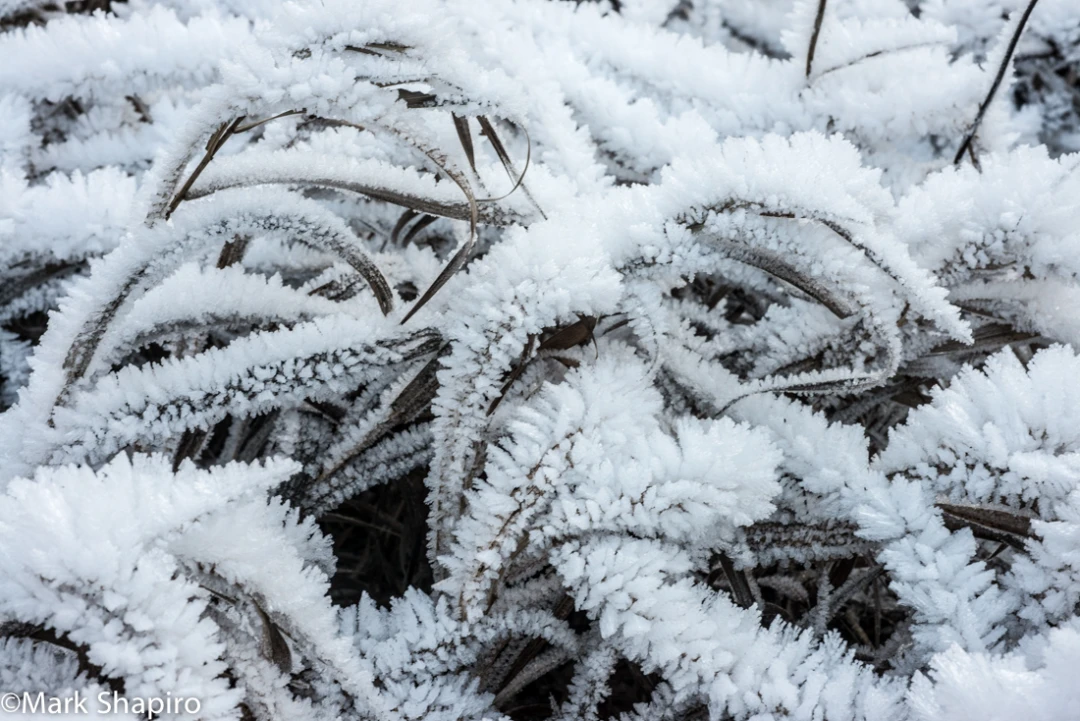 Elements-Ground Frost-316