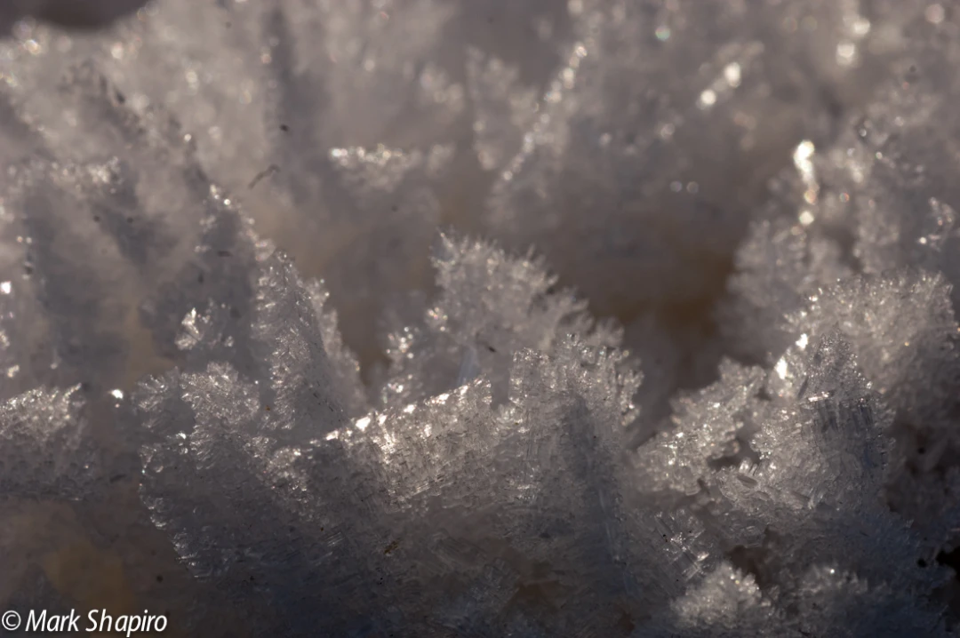Elements-Ground Frost-3