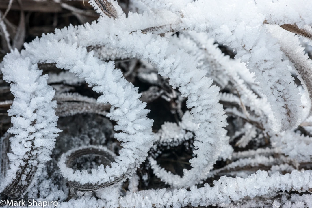 Elements-Ground Frost-317