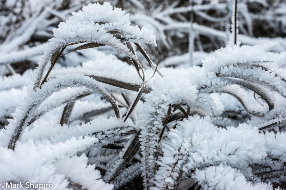 Elements-Ground Frost-318