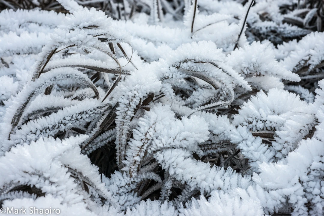 Elements-Ground Frost-319