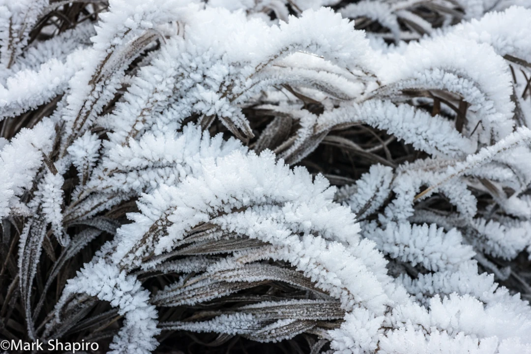Elements-Ground Frost-320