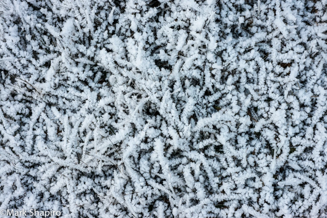 Elements-Ground Frost-323