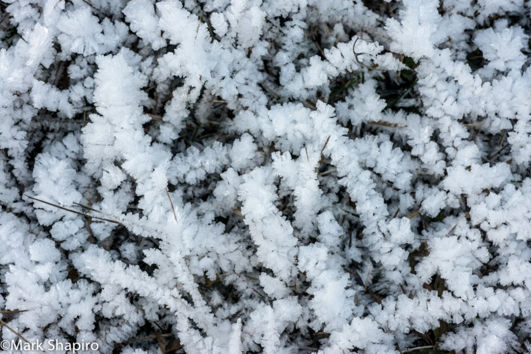 Elements-Ground Frost-324