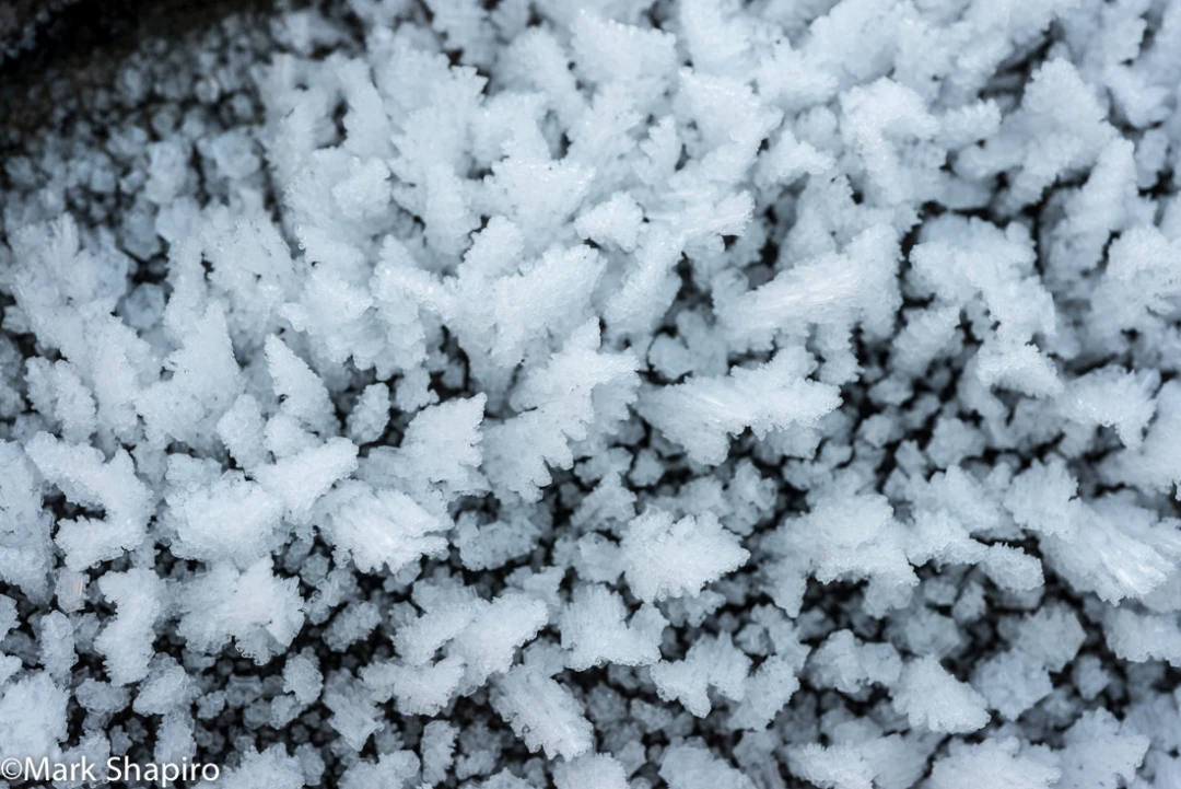 Elements-Ground Frost-325