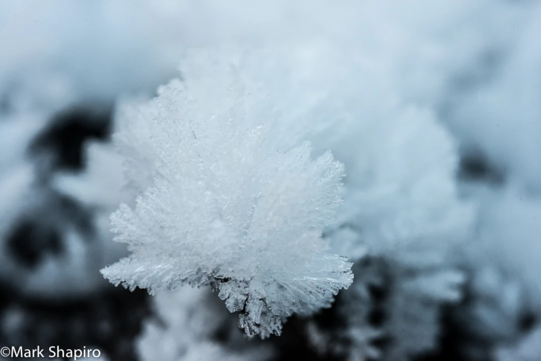 Elements-Ground Frost-326