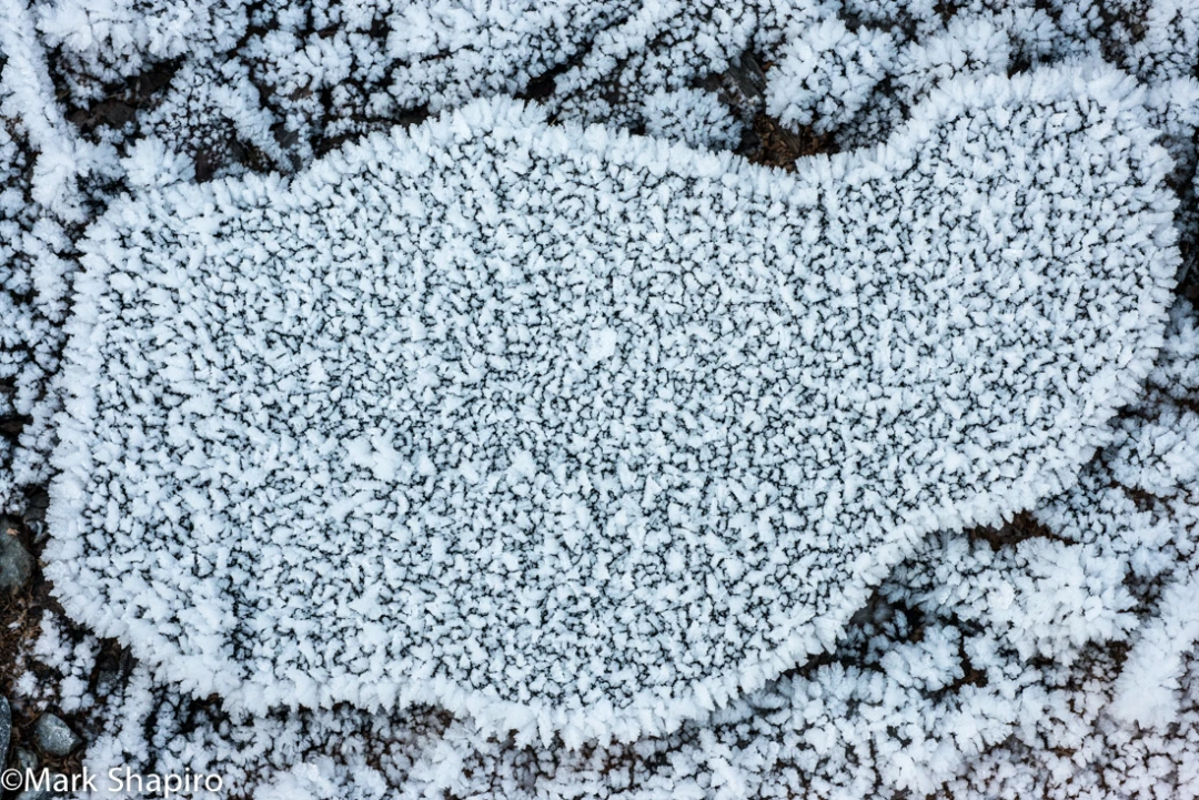 Elements-Ground Frost-328