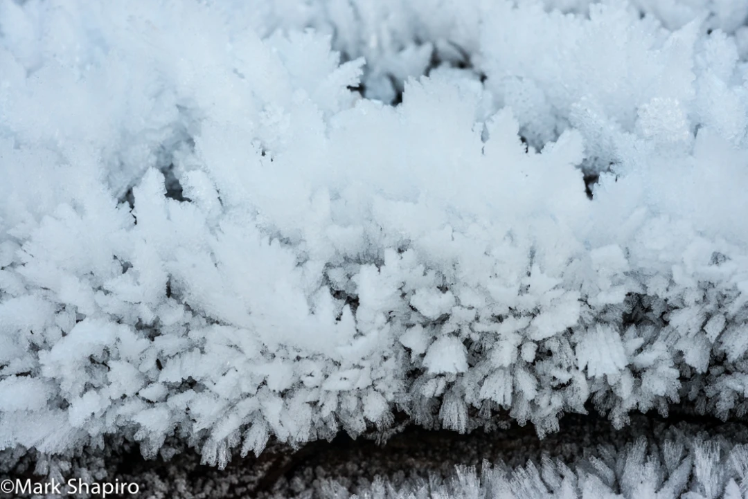 Elements-Ground Frost-329