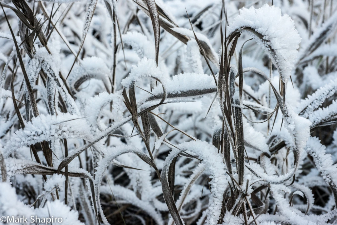 Elements-Ground Frost-330