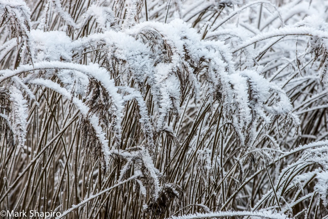 Elements-Ground Frost-335