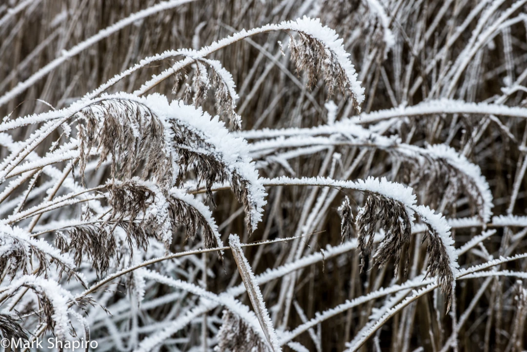 Elements-Ground Frost-336