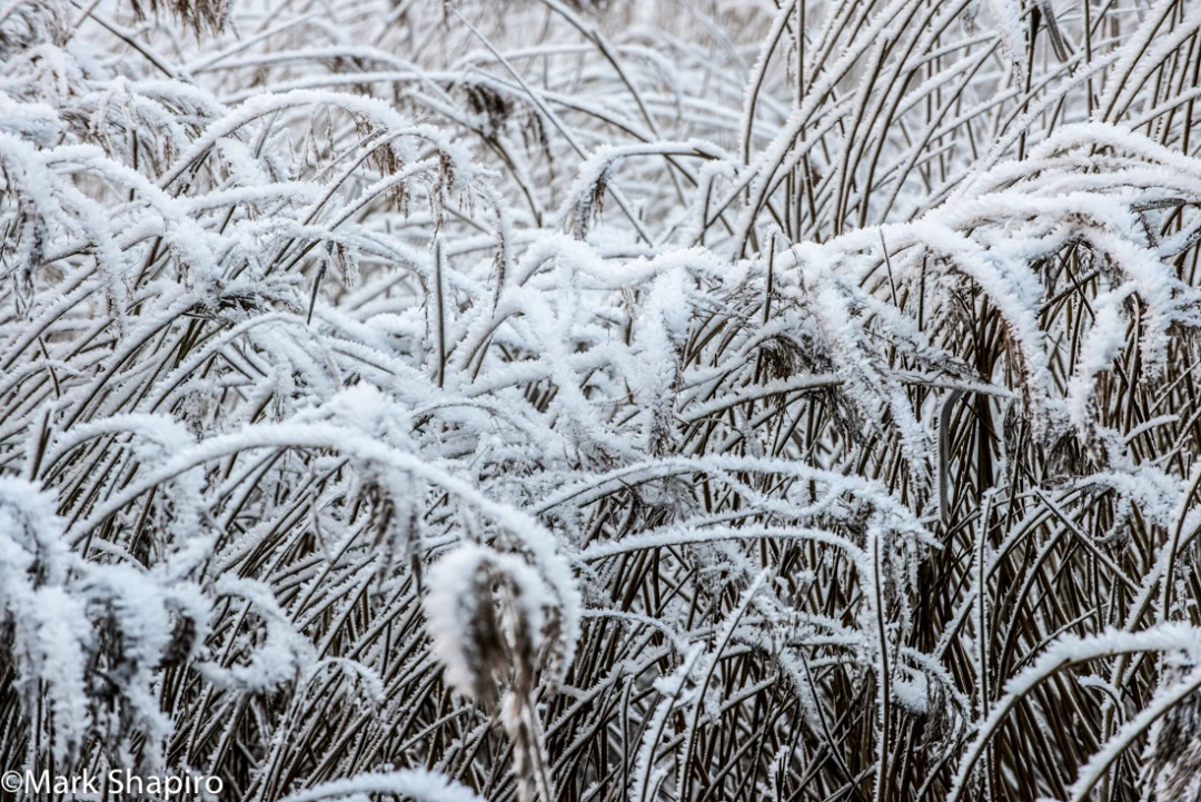 Elements-Ground Frost-337