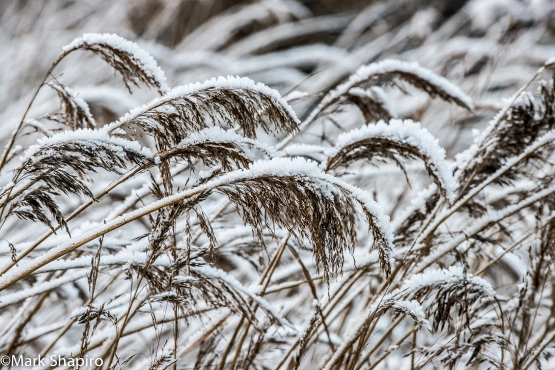 Elements-Ground Frost-338