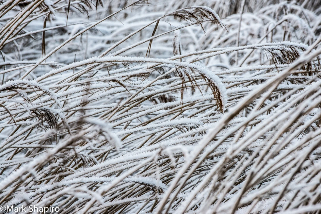 Elements-Ground Frost-339
