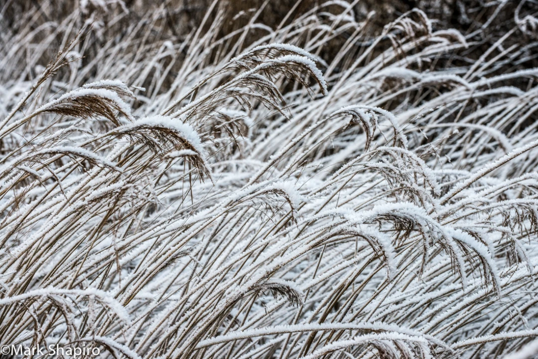 Elements-Ground Frost-340
