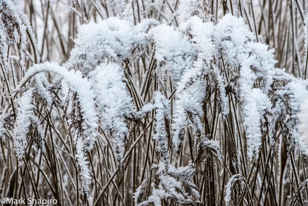 Elements-Ground Frost-341
