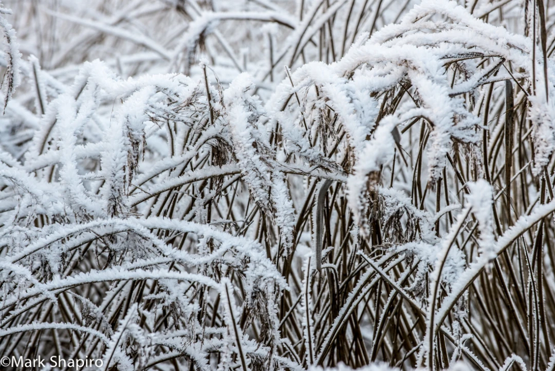 Elements-Ground Frost-342