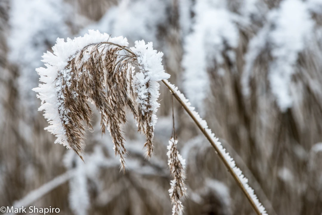 Elements-Ground Frost-343