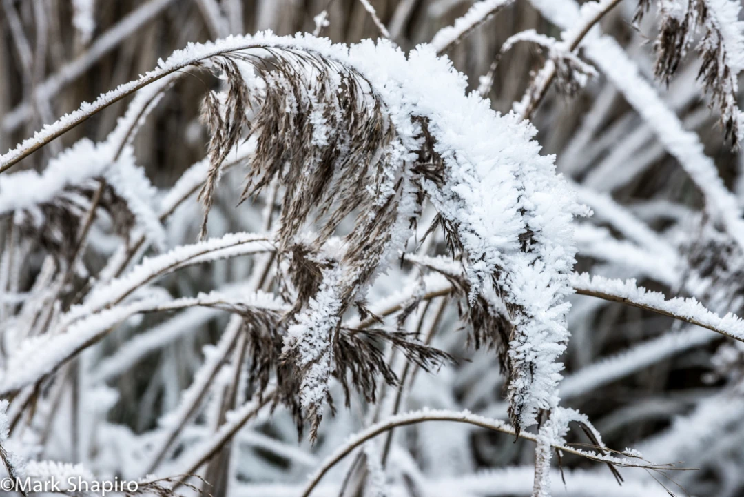 Elements-Ground Frost-344