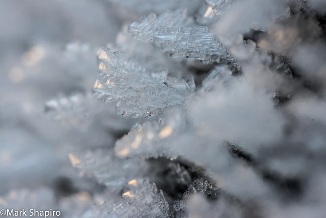 Elements-Ground Frost-345