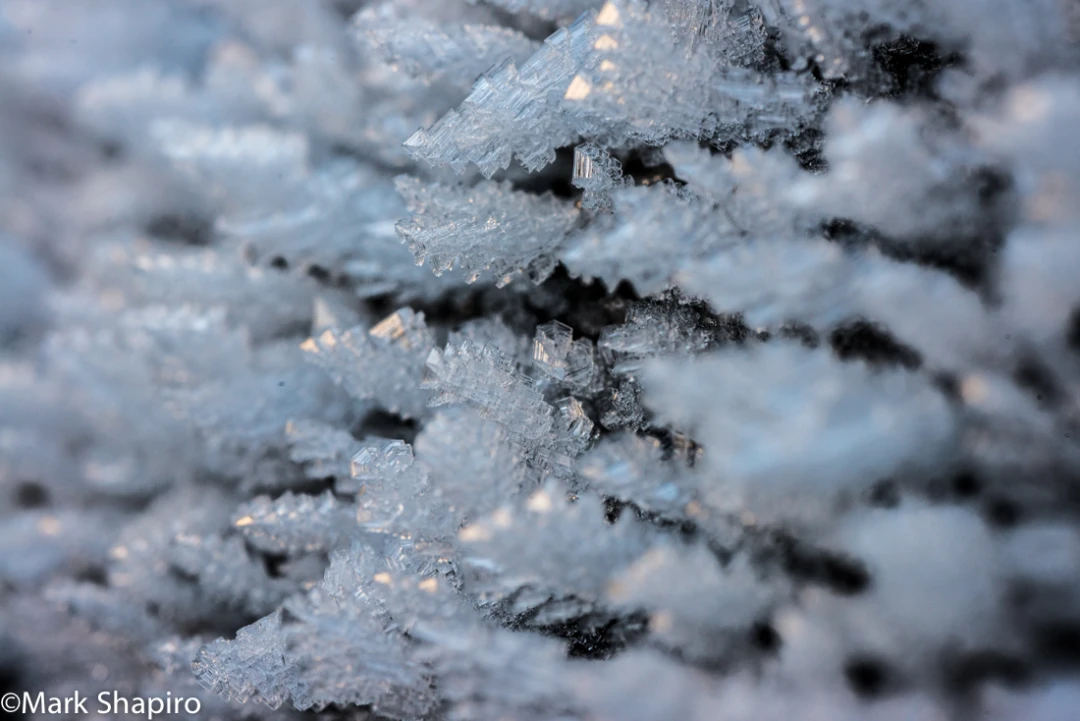 Elements-Ground Frost-346