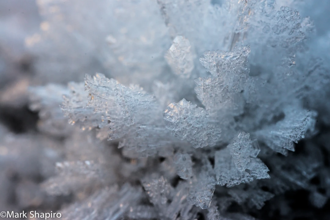 Elements-Ground Frost-347