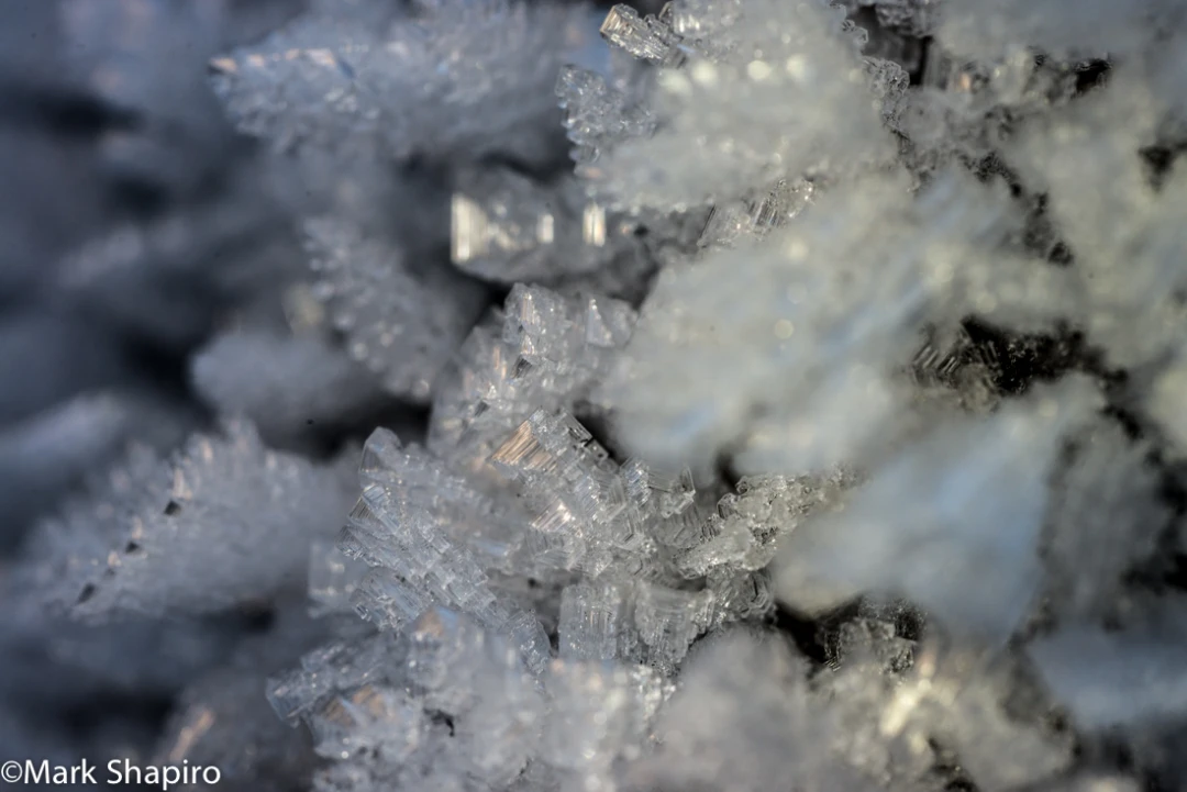 Elements-Ground Frost-348