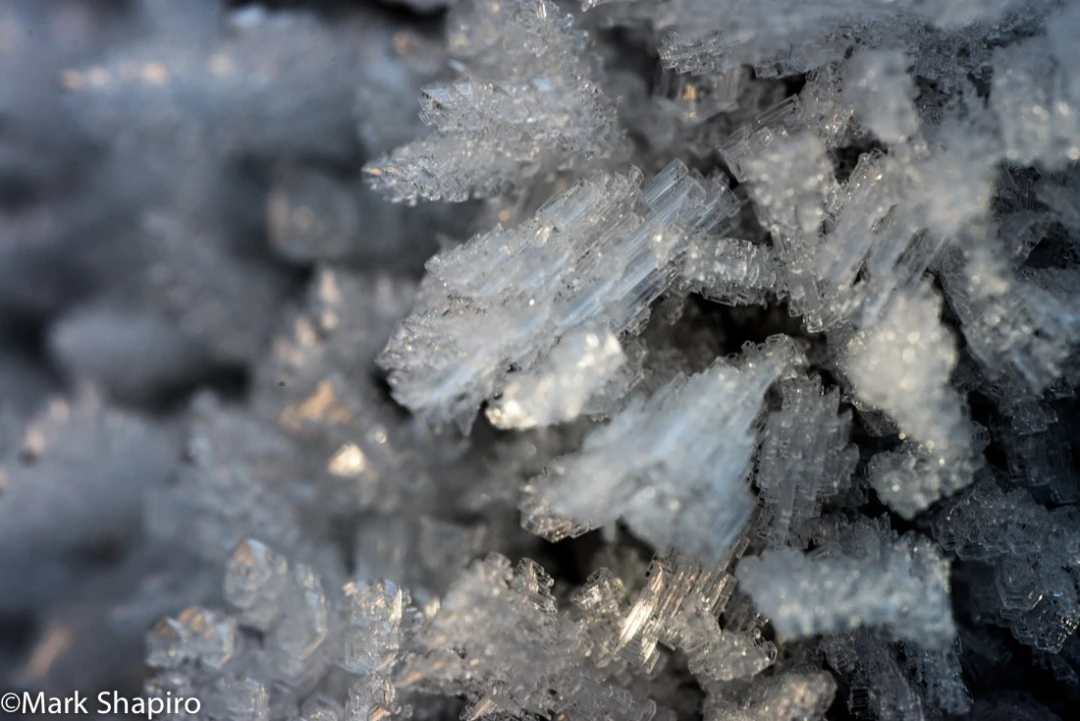 Elements-Ground Frost-349