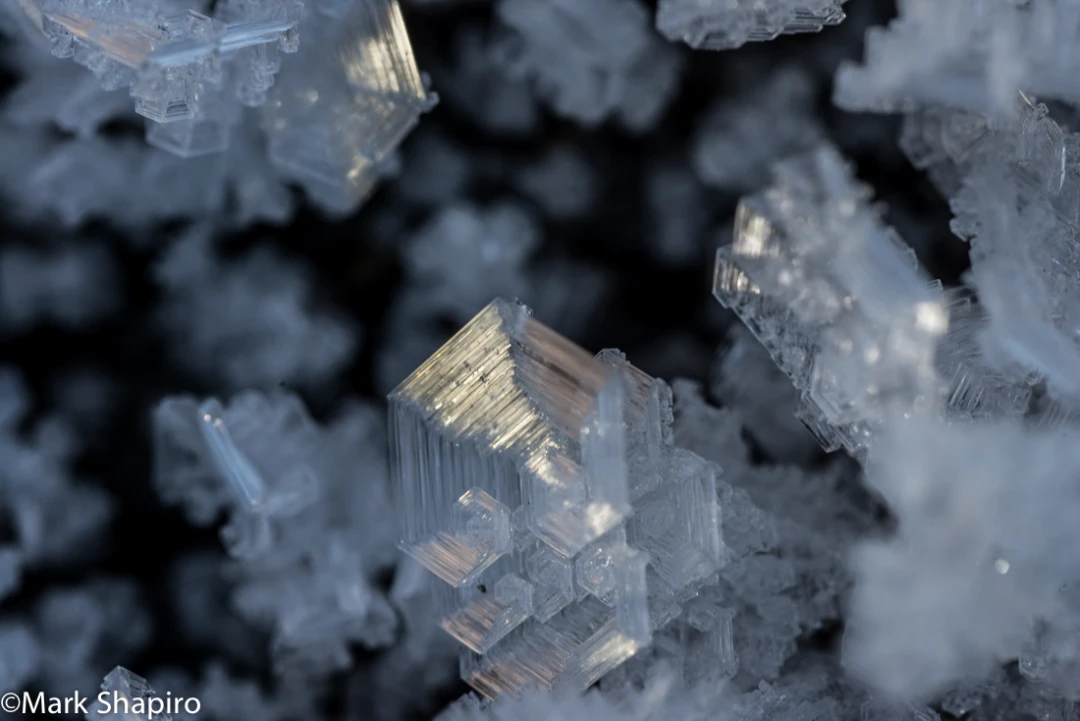 Elements-Ground Frost-356